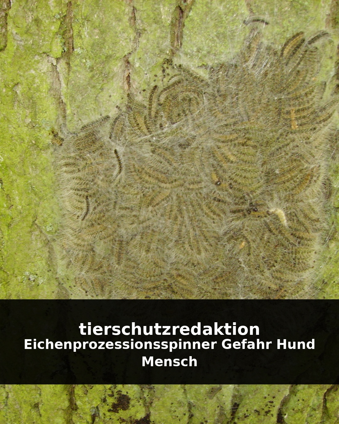 Eichenprozessionsspinner: Gefahr für Hund und Mensch
