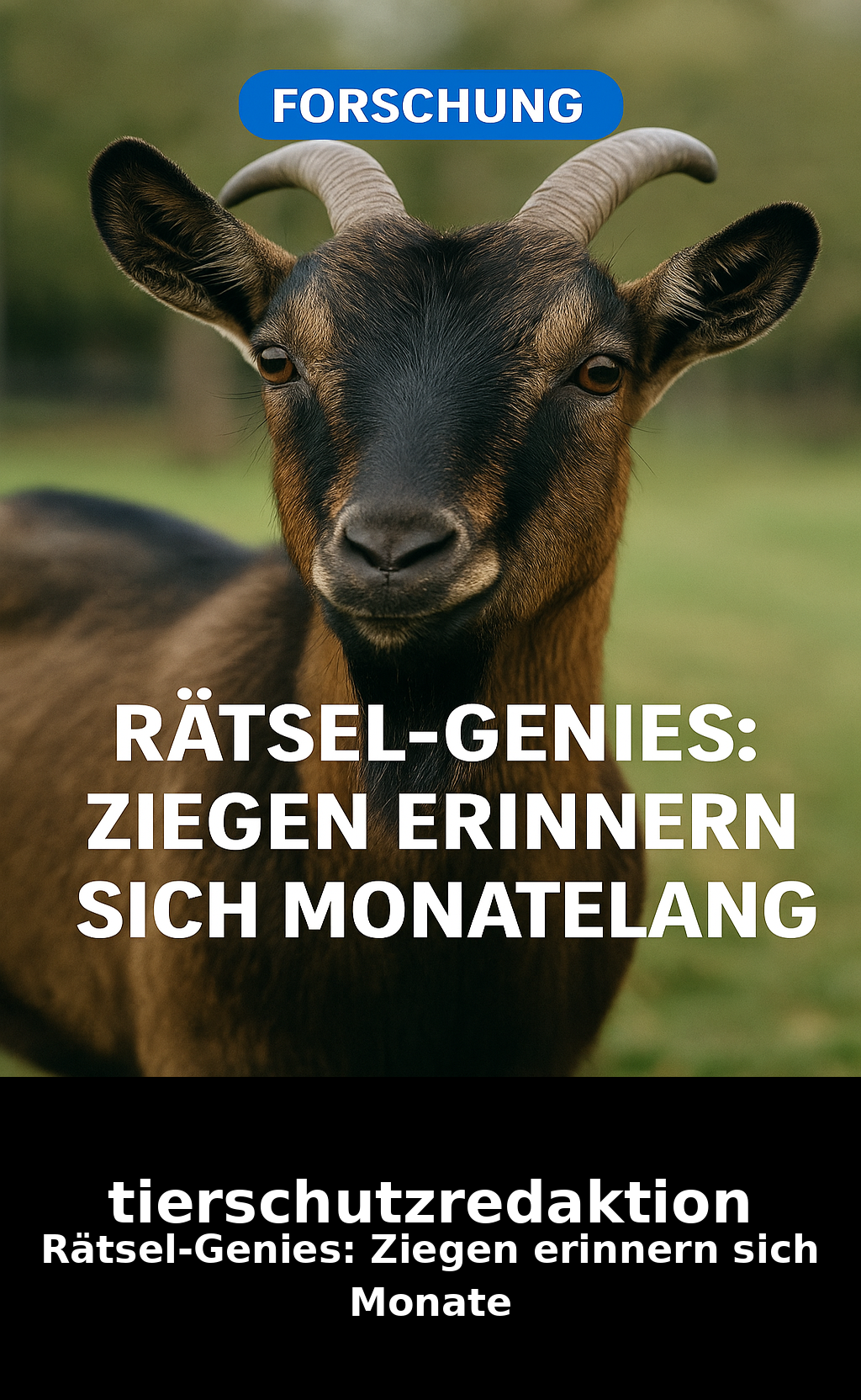 Rätsel-Genies: Ziegen erinnern sich Monate