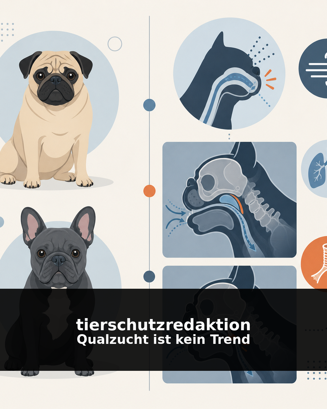 Qualzucht: Nicht süß, sondern krank gezüchtet