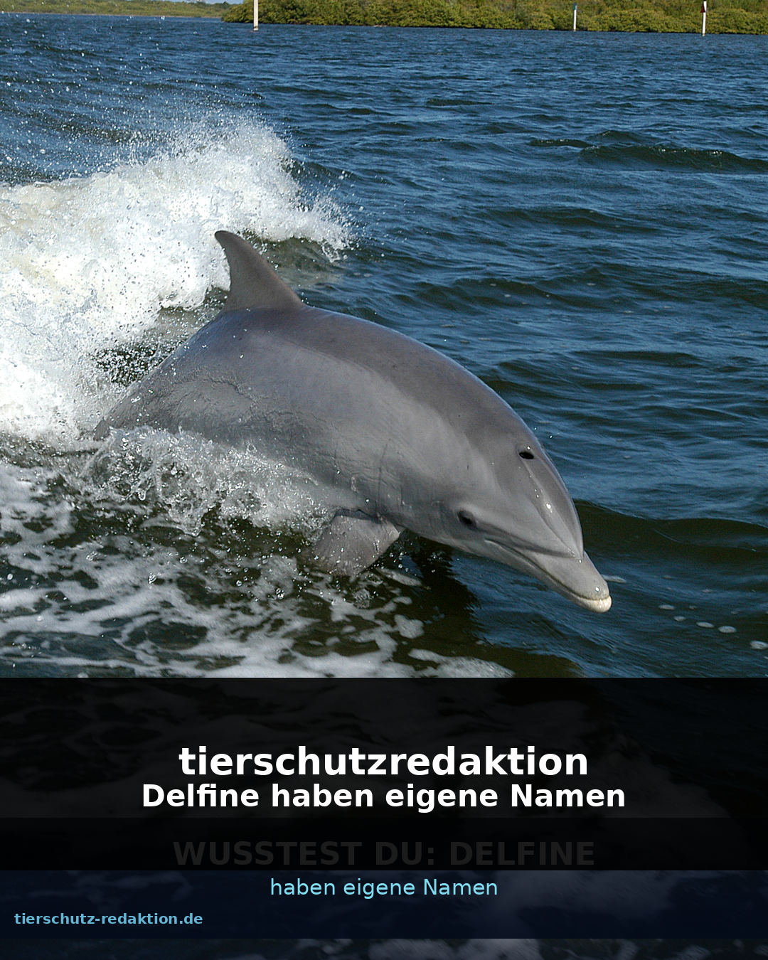 Wusstest du: Delfine haben eigene Namen